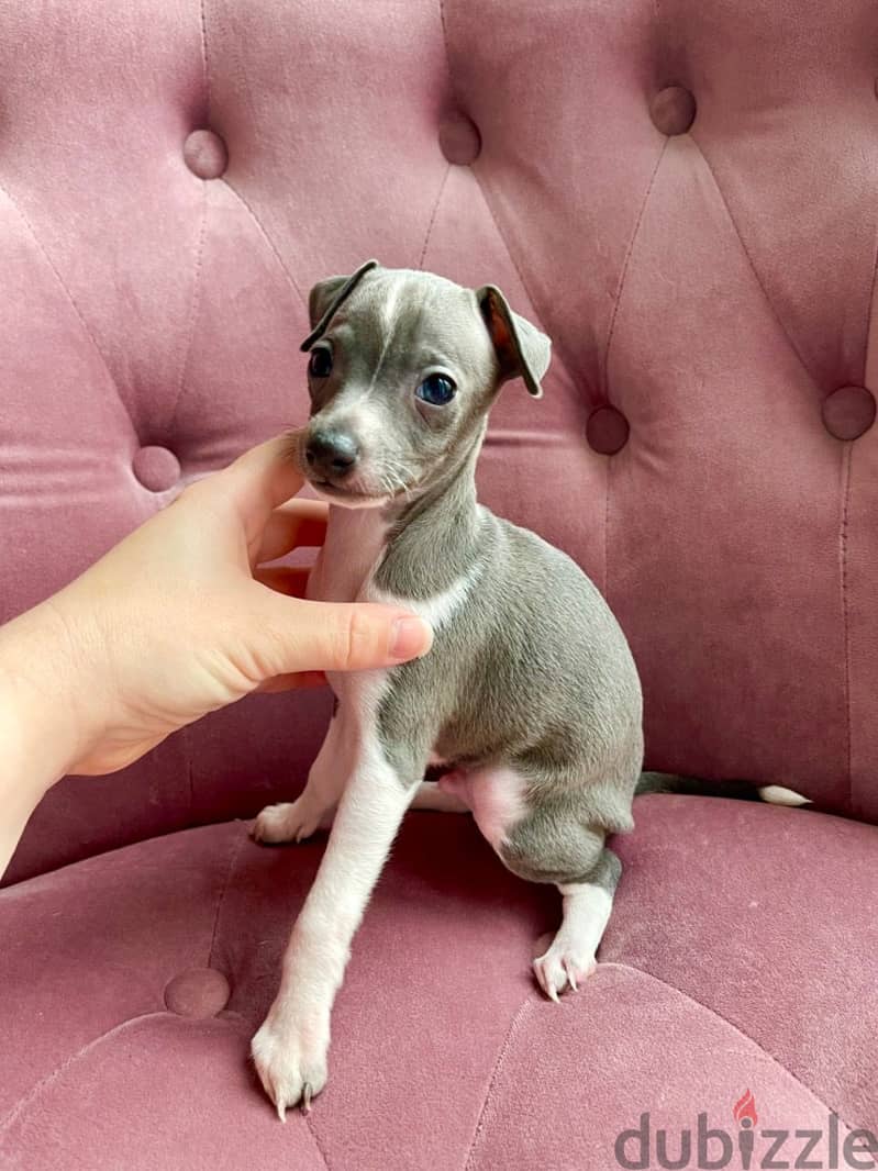 Whatsapp Me +966588993320 Italian Grey-hound Puppies 1