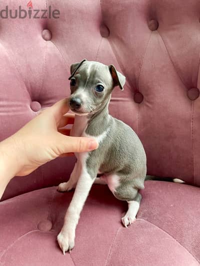 Whatsapp Me +966588993320 Italian Grey-hound Puppies