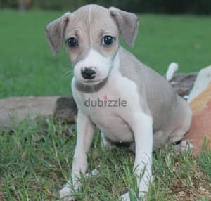 Whatsapp Me +966588993320 Italian Grey-hound Puppies 1