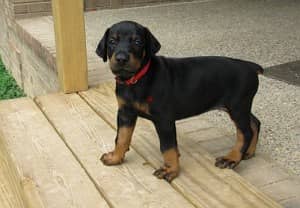 Whatsapp Me +972555074990 Doberman Puppies 0