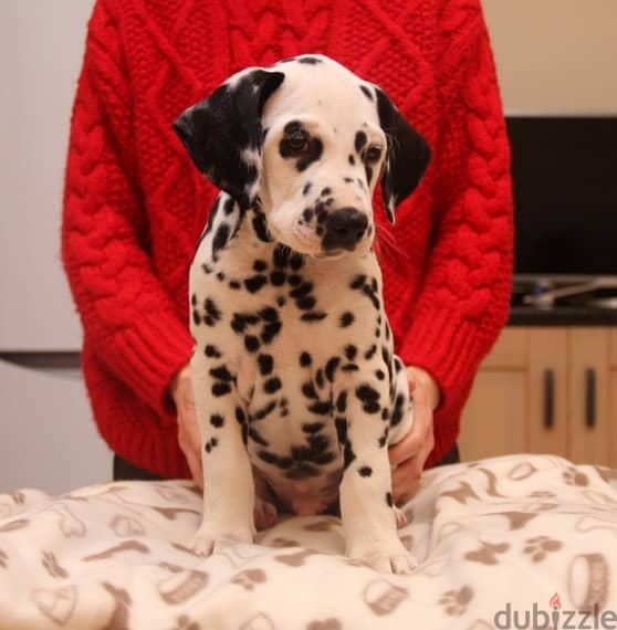 Whatsapp Me +966583921348 Dalmatian Puppies 0