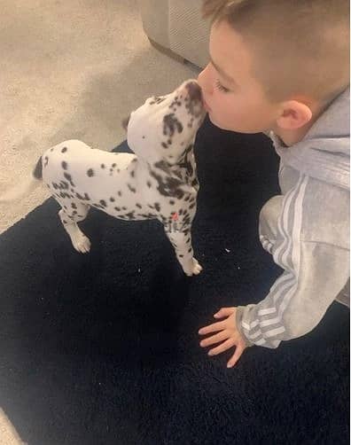 Whatsapp Me +966583921348 Dalmatian Puppies 1