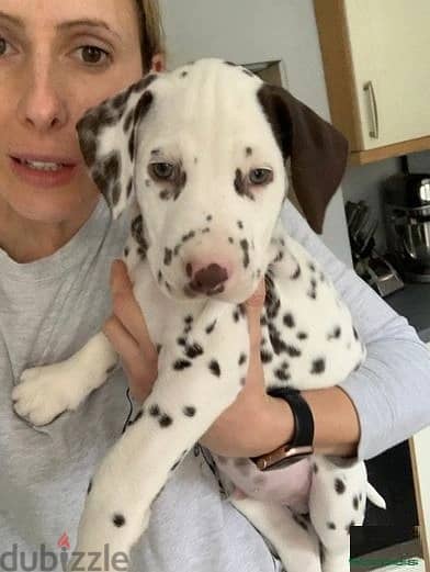 Whatsapp Me +966583921348 Dalmatian Puppies 1