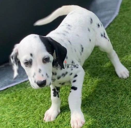 Whatsapp Me +966583921348 Dalmatian Puppies 0