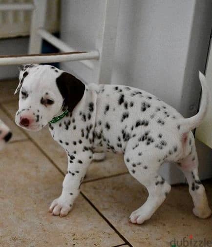 Whatsapp Me +966583921348 Dalmatian Puppies 1