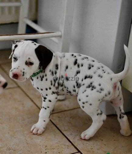 Whatsapp Me +966583921348 Dalmatian Puppies 0