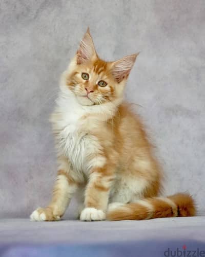 Maine Coon Kittens// WhatsApp +971502618837