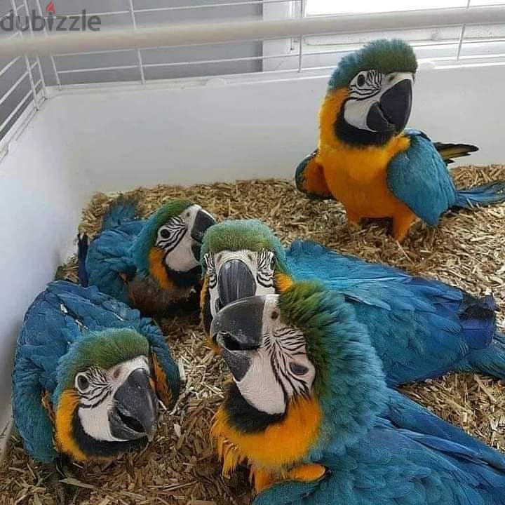 Blue And Gold Macaw Parrots For Sale  https://exoticpetsavenue. com 0