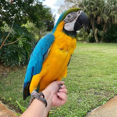 Blue And Gold Macaw Parrots For Sale: WhatApp +1914-6053-177