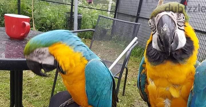 Blue And Gold Macaw Parrots For Sale  https://exoticpetsavenue. com 2