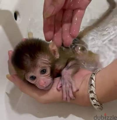 Pigtail Macaque Monkey For Sale : WhatApp +1914-6053-177