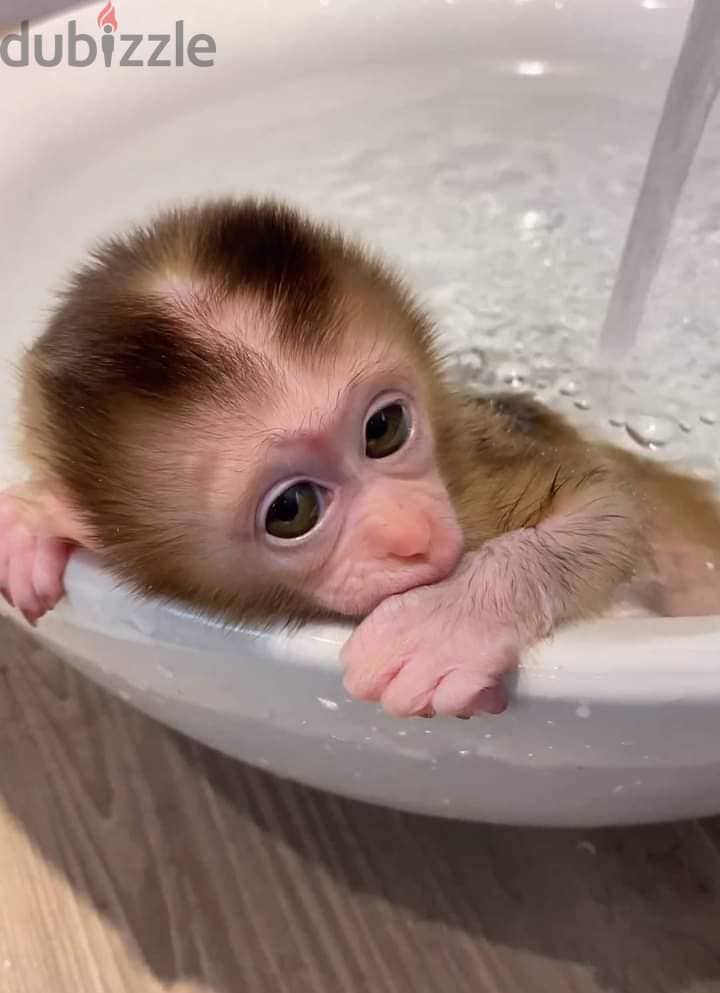 Pigtail Macaque Monkey For Sale : https://exoticpetsavenue. com 1