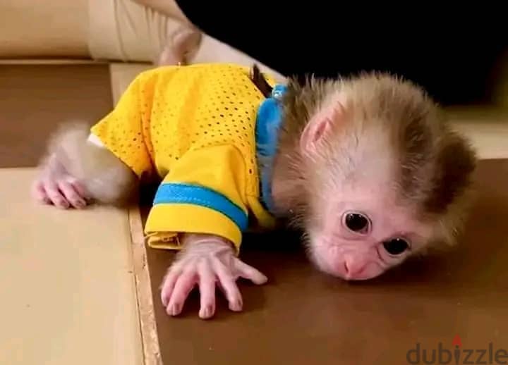 Pigtail Macaque Monkey For Sale : https://exoticpetsavenue. com 2