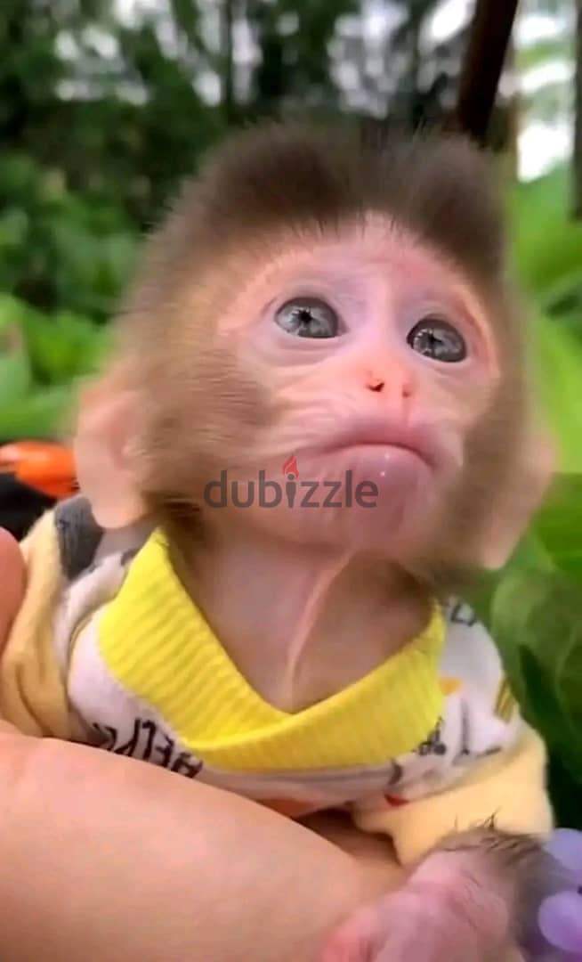 Pigtail Macaque Monkey For Sale : https://exoticpetsavenue. com 3