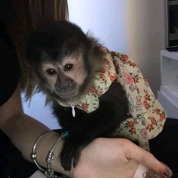 Capuchin Monkey For Sale : https://exoticpetsavenue. com 0