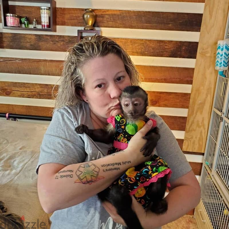 Capuchin Monkey For Sale : https://exoticpetsavenue. com 1