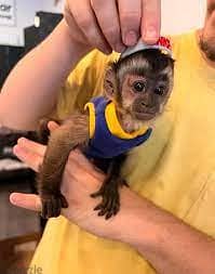 Capuchin Monkey For Sale : https://exoticpetsavenue. com 2