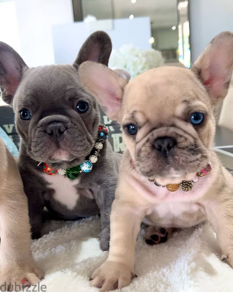 French bulldog puppies for sale WhatsApp +4917629216066 0