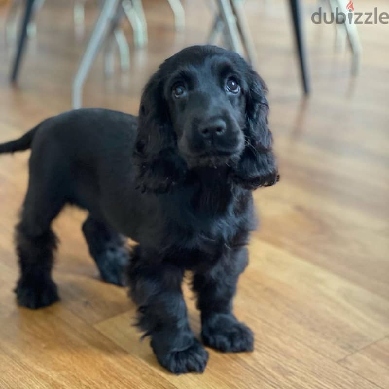 CUTE English cocker spaniel puppies WhatsApp me  +4917629216066 1