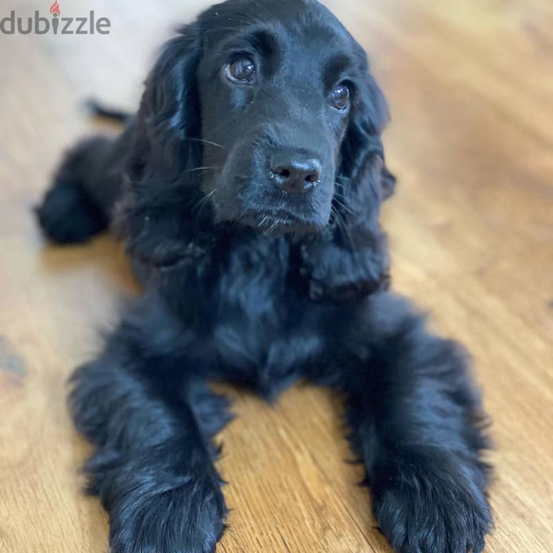 CUTE English cocker spaniel puppies WhatsApp me  +4917629216066 2