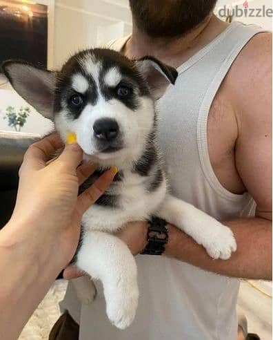 Whatsapp Me +966588993320 Siberian Husky Puppies 0