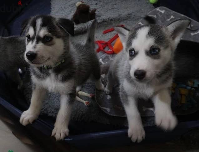 Whatsapp Me +966588993320 Siberian Husky Puppies 0