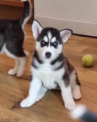 Whatsapp Me +966588993320 Siberian Husky Puppies 1