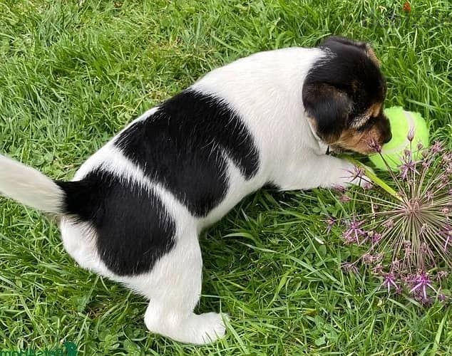 Whatsapp Me +972555074990 Jack Russell Terrier 1