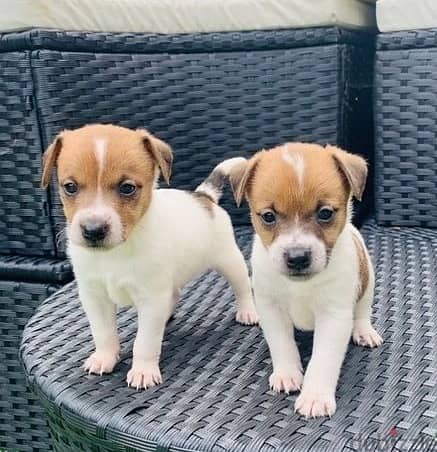 Whatsapp Me +972555074990 Jack Russell Terrier 0