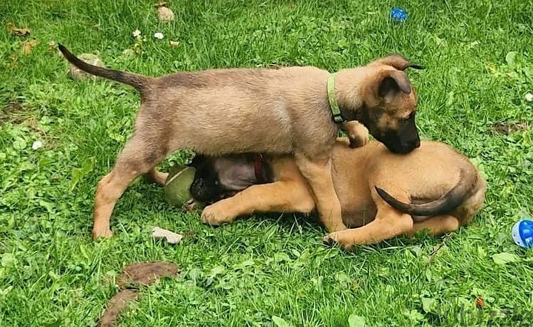 Whatsapp Me +966583921348 Belgian Malinois Puppies 1