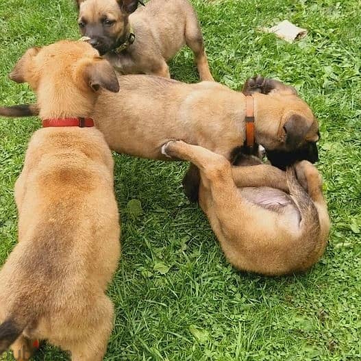 Whatsapp Me +966583921348 Belgian Malinois Puppies 0