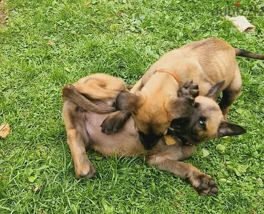 Whatsapp Me +966583921348 Belgian Malinois Puppies 1