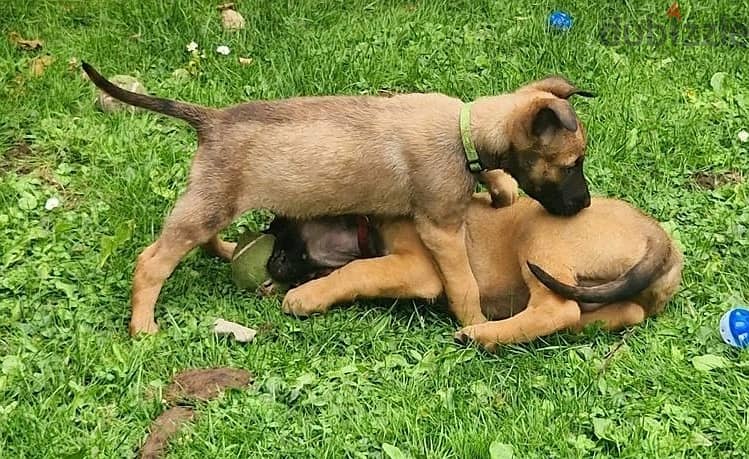 Whatsapp Me +966583921348 Belgian Malinois Puppies 0