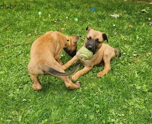 Whatsapp Me +966583921348 Belgian Malinois Puppies 0