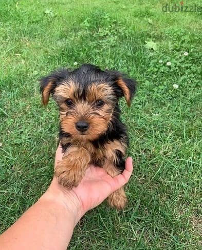 Whatsapp Me +972555074990 Yorkshire Terrier 0