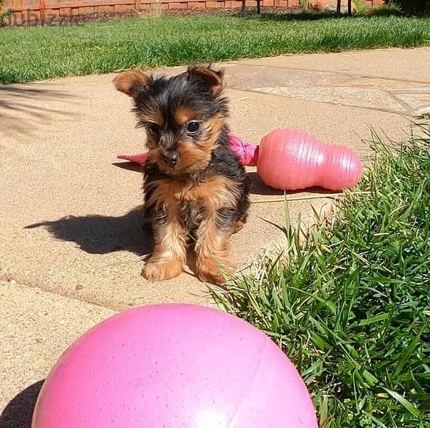 Whatsapp Me +972555074990 Yorkshire Terrier 0