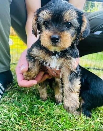 Whatsapp Me +966588993320 Yorkshire Terrier 1