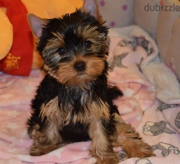 Whatsapp Me +966588993320 Yorkshire Terrier 1