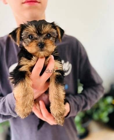 Whatsapp Me +972555074990 Yorkshire Terrier 1