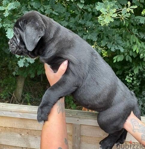 Whatsapp Me +966588993320 Cane Corso Puppies 1