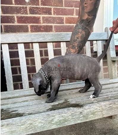 Whatsapp Me +966588993320 Cane Corso Puppies 0