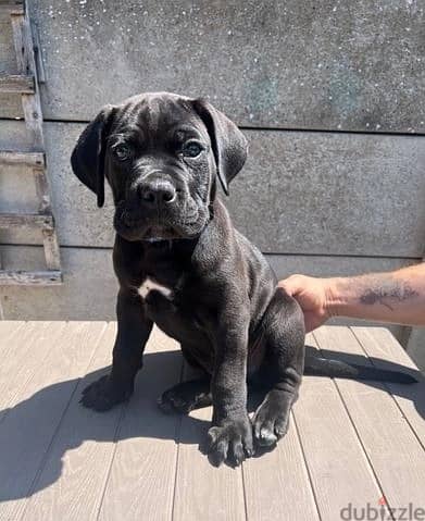 Whatsapp Me +966588993320 Cane Corso Puppies 0