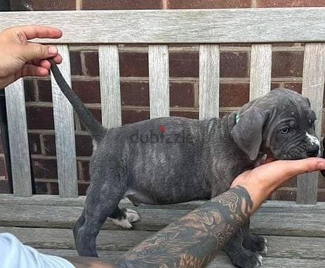 Whatsapp Me +966588993320 Cane Corso Puppies 0