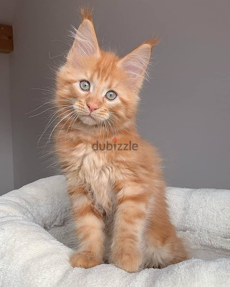 Maine Coon Kittens// WhatsApp +971552543679 0