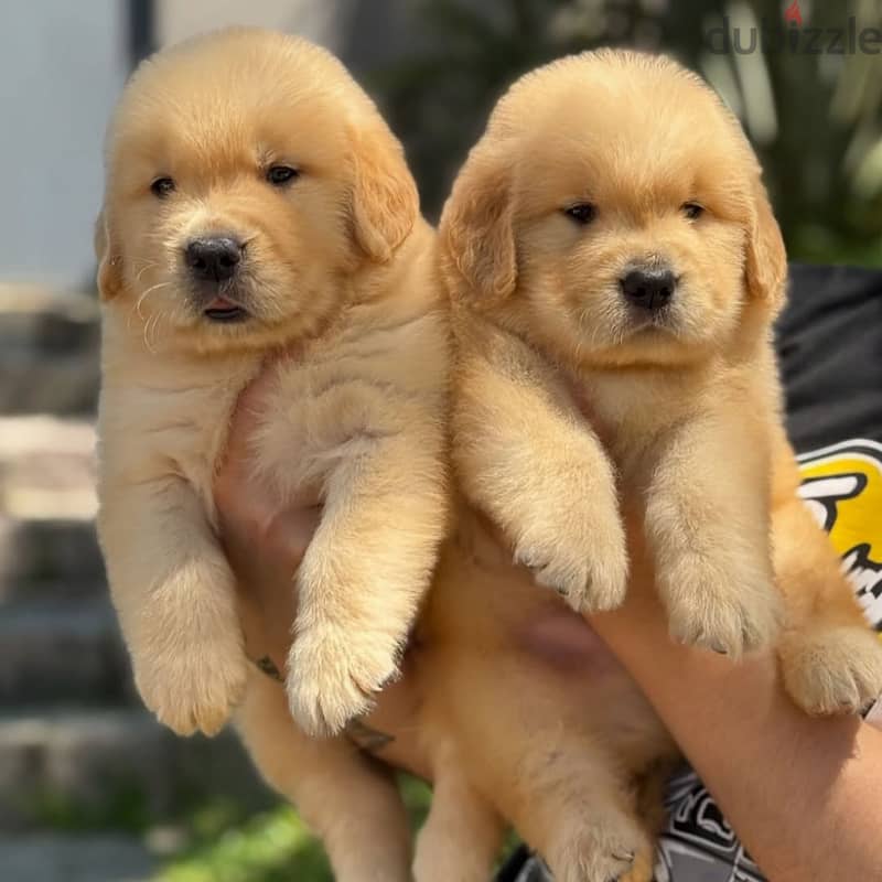 Golden Retriever // WhatsApp +971552543679 0