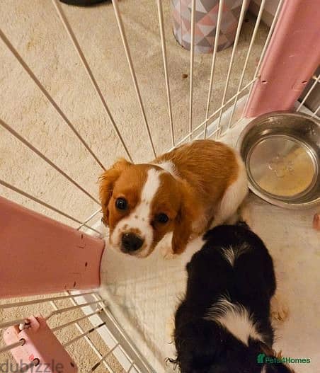 Whatsapp Me +966583921348 King Charles Spaniel Puppies 0