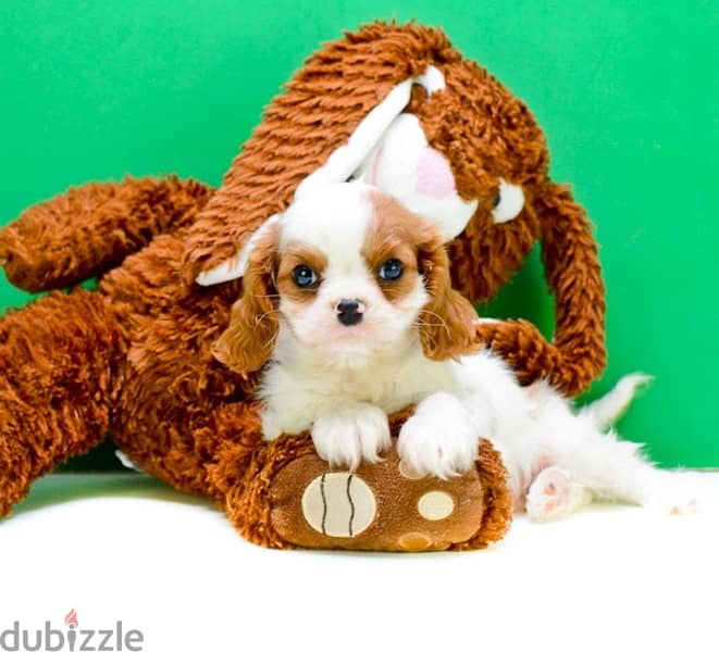 Whatsapp Me +966583921348 King Charles Spaniel Puppies 1