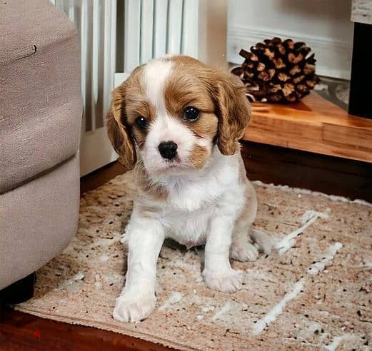 Whatsapp Me +966583921348 King Charles Puppies 0