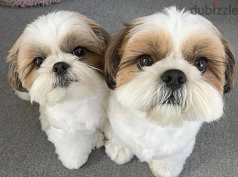 Shih Tzu puppies// WhatsApp +97455937699 0