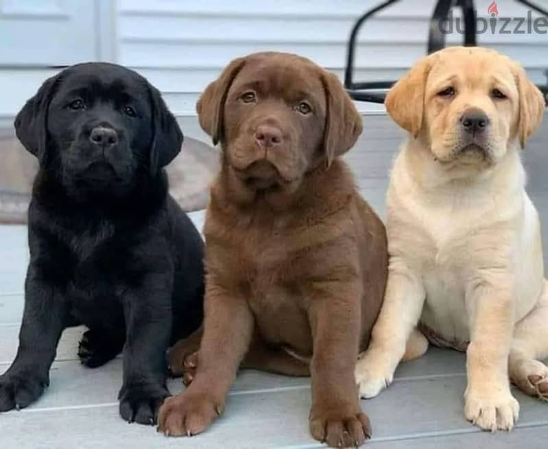 Labrador puppies// WhatsApp +97455792932 0